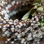 Вербное воскресенье в 2022: когда и как празднуется